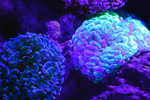 A microscopic view of cells.